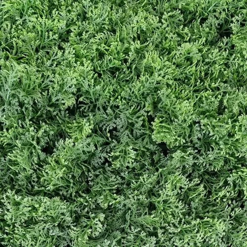 TENAX Divy Panel Lichen siepe artificiale 100x100 cm muschio