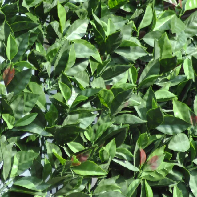 TENAX Divy 3D Plus Photinia siepe sintetica