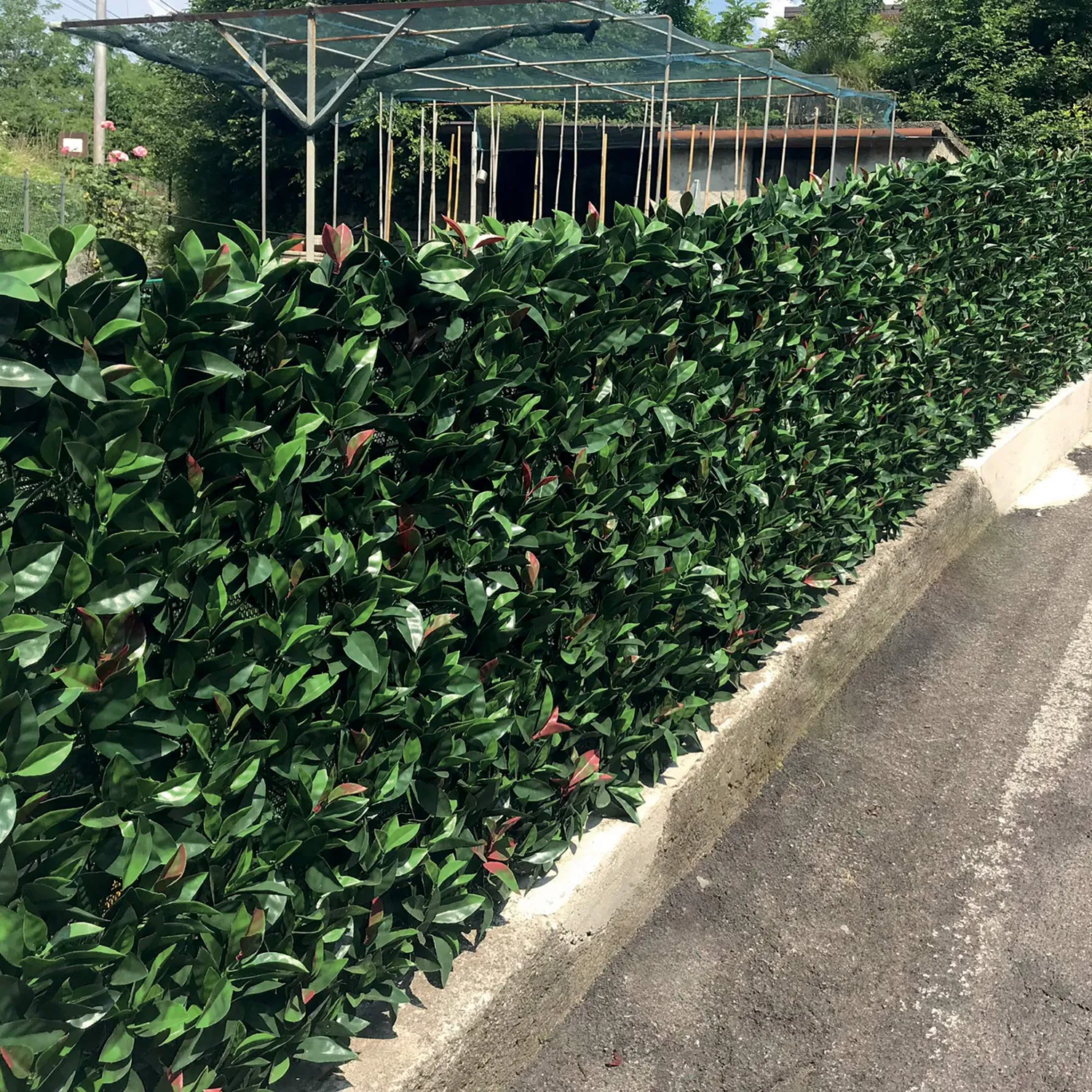 TENAX Divy 3D Plus Photinia siepe sintetica