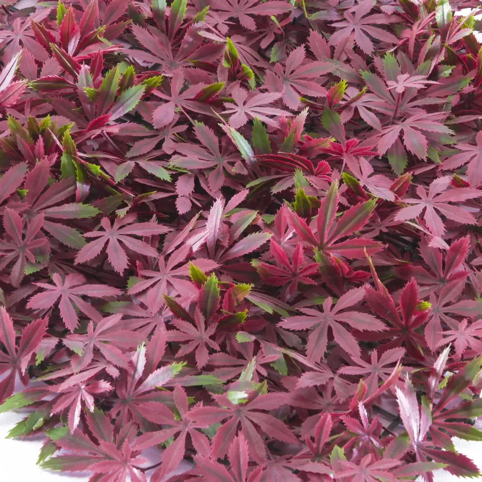 TENAX Divy Panel Arce pannello siepe artificiale acero rosso 0,5x0,5 m