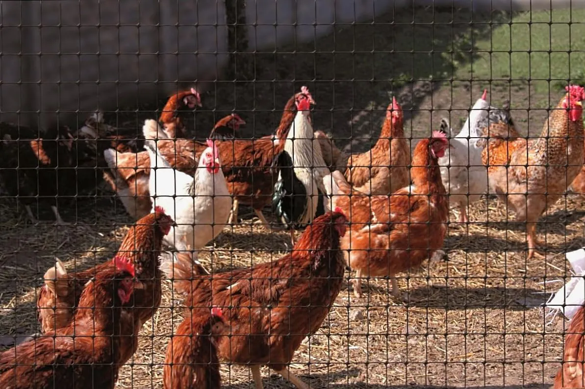 Fenceshop.eu Rete plastica voliere