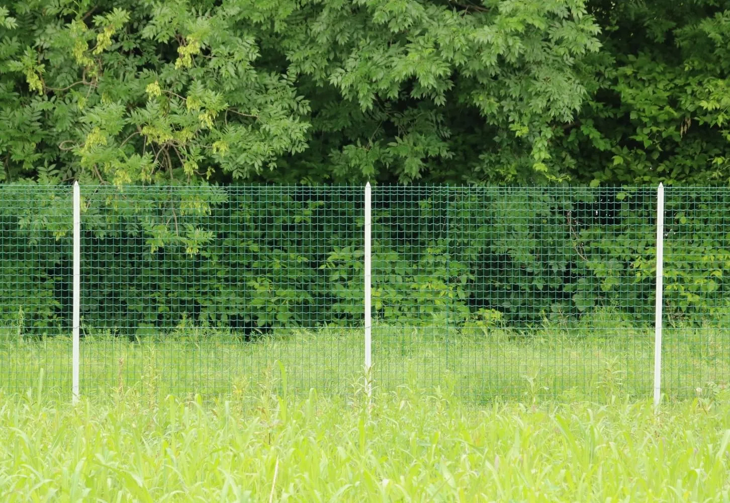 Fenceshop.eu Rete Elettrosaldata Verde 50x50 mm Alta Sicurezza al Metro