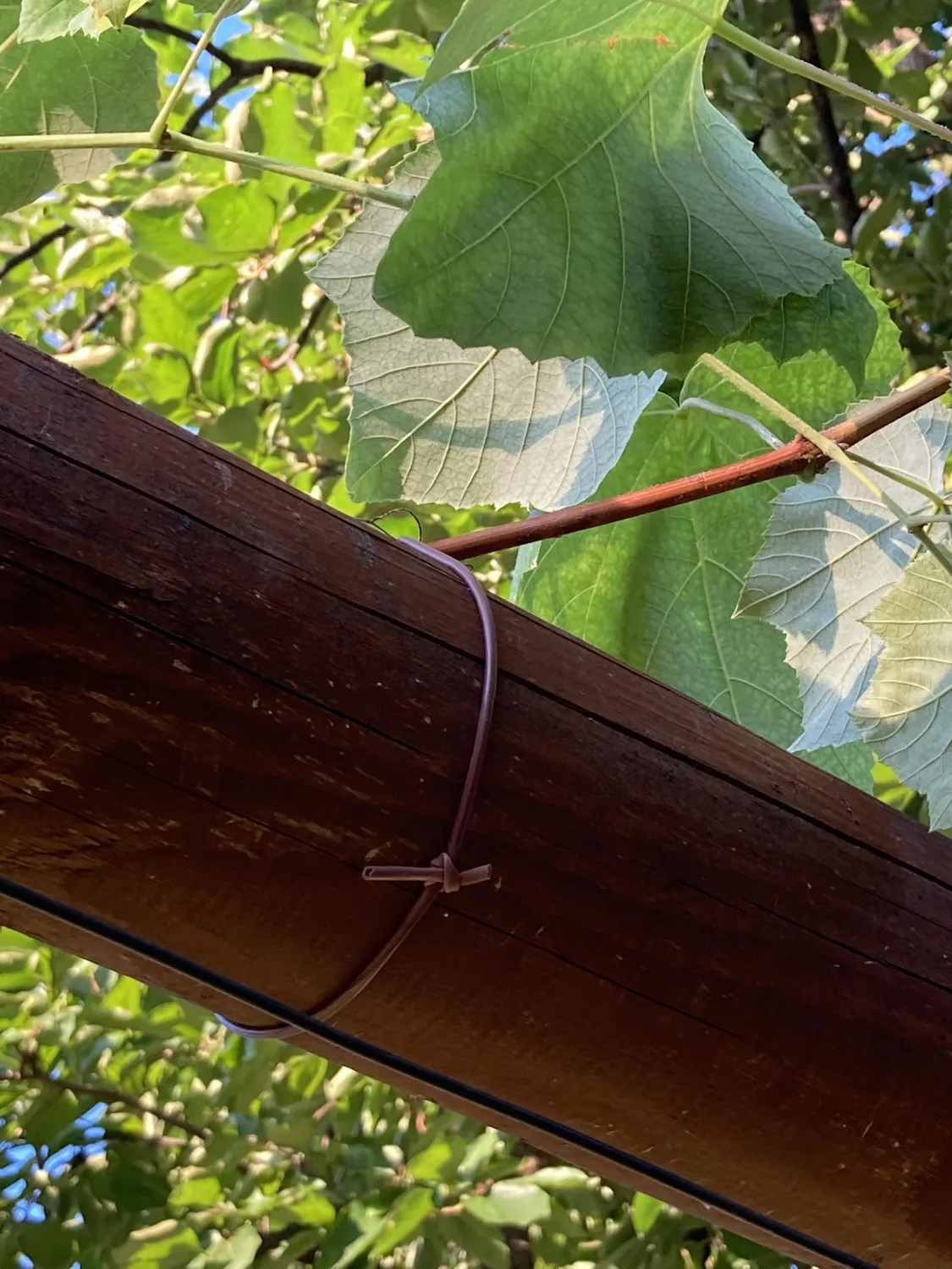 Fenceshop.eu Tubetto legatura piante in PVC