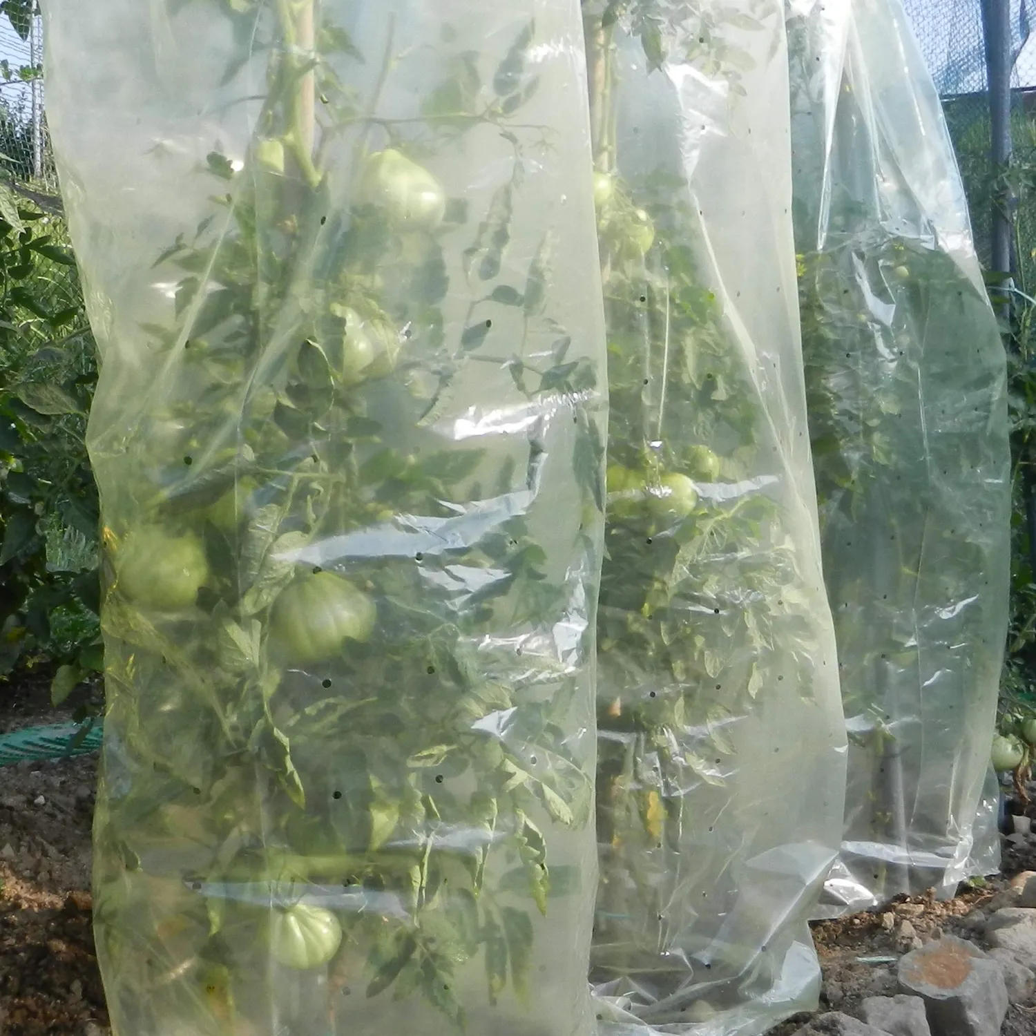 TENAX Mr.Tomato Film Tubolare per Pomodori 0,60x10 m Giallo