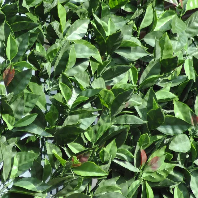 Fenceshop siepe sintetica photinia rotolo 3 m H 150 cm