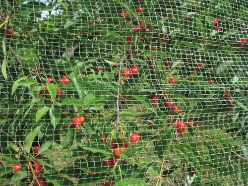 Fenceshop Rete Anti Uccelli Verde 12x12 mm Rotolo 10 m