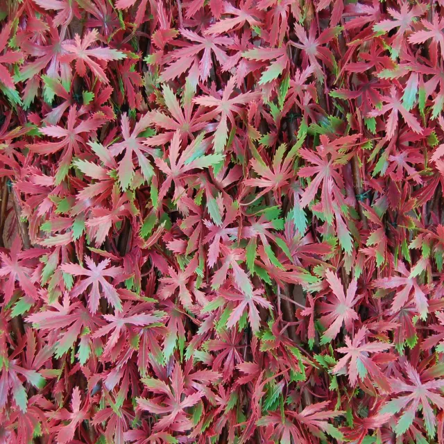 TENAX Divy 3D X-Tens Red Acer 1x2 m siepe artificiale rosso verde