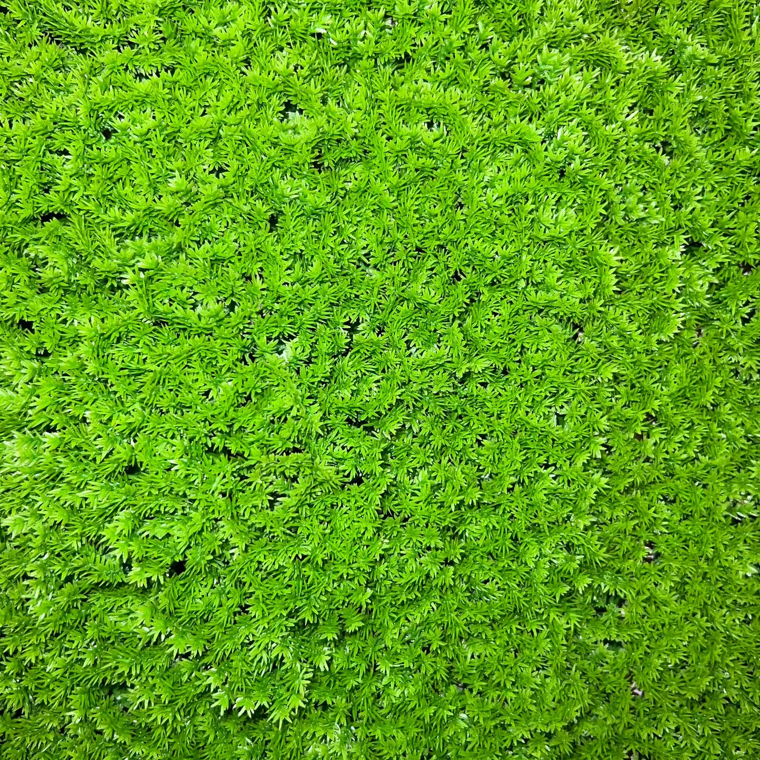 TENAX Divy 3D Muscus pannello siepe artificiale muschio 1x1 m verde