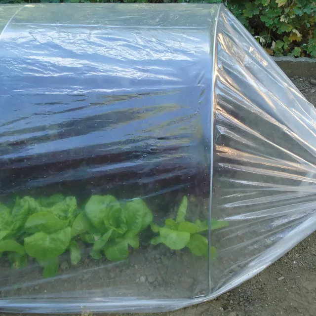 TENAX Dot Film film microforato trasparente 2x10 m per tunnel