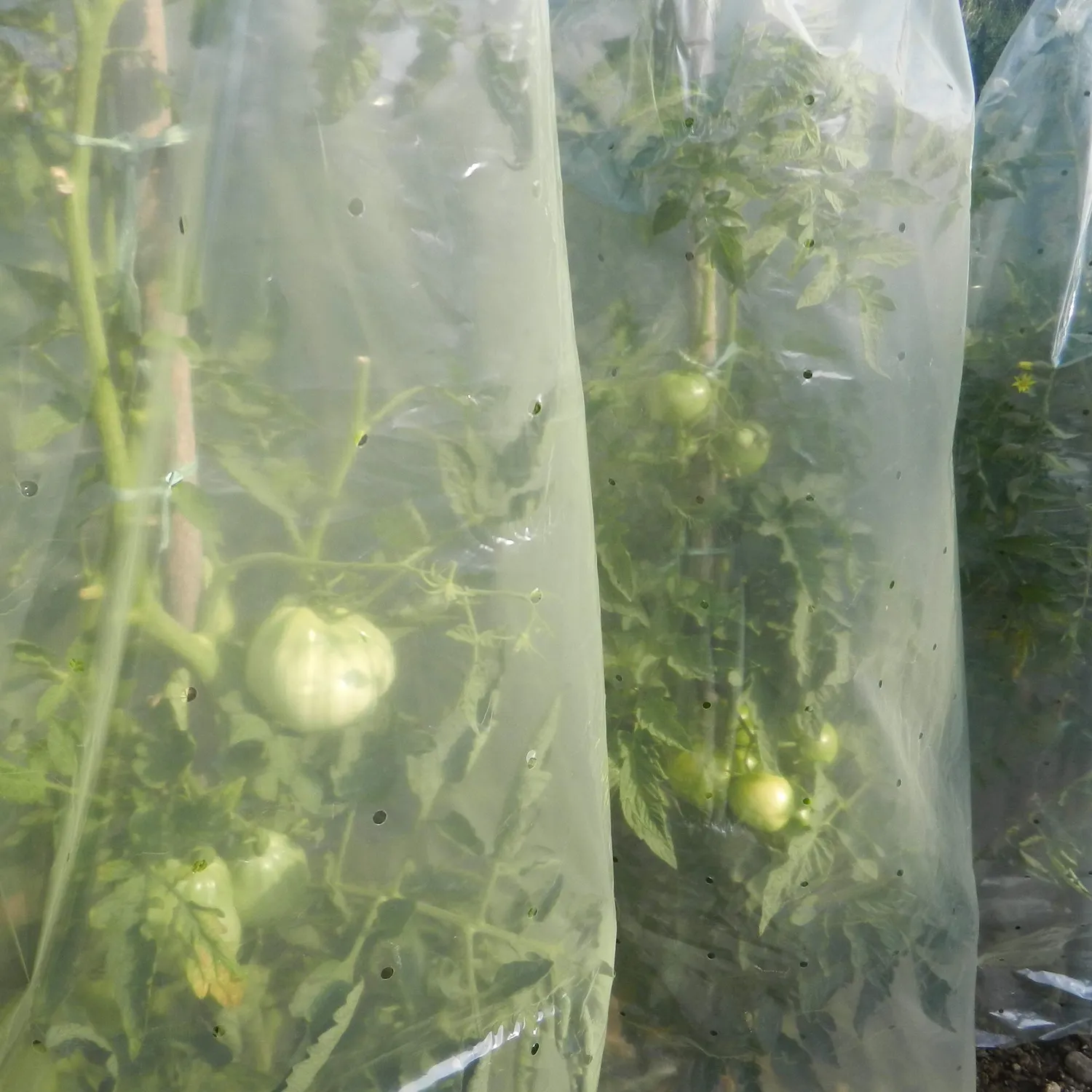 TENAX Mr.Tomato Film Tubolare per Pomodori 0,60x10 m Giallo