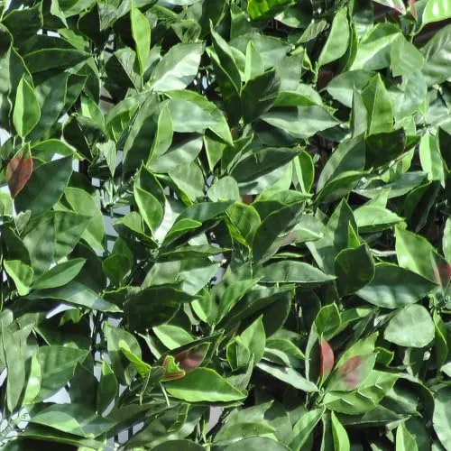 Fenceshop siepe sintetica photinia rotolo 3 m H 150 cm
