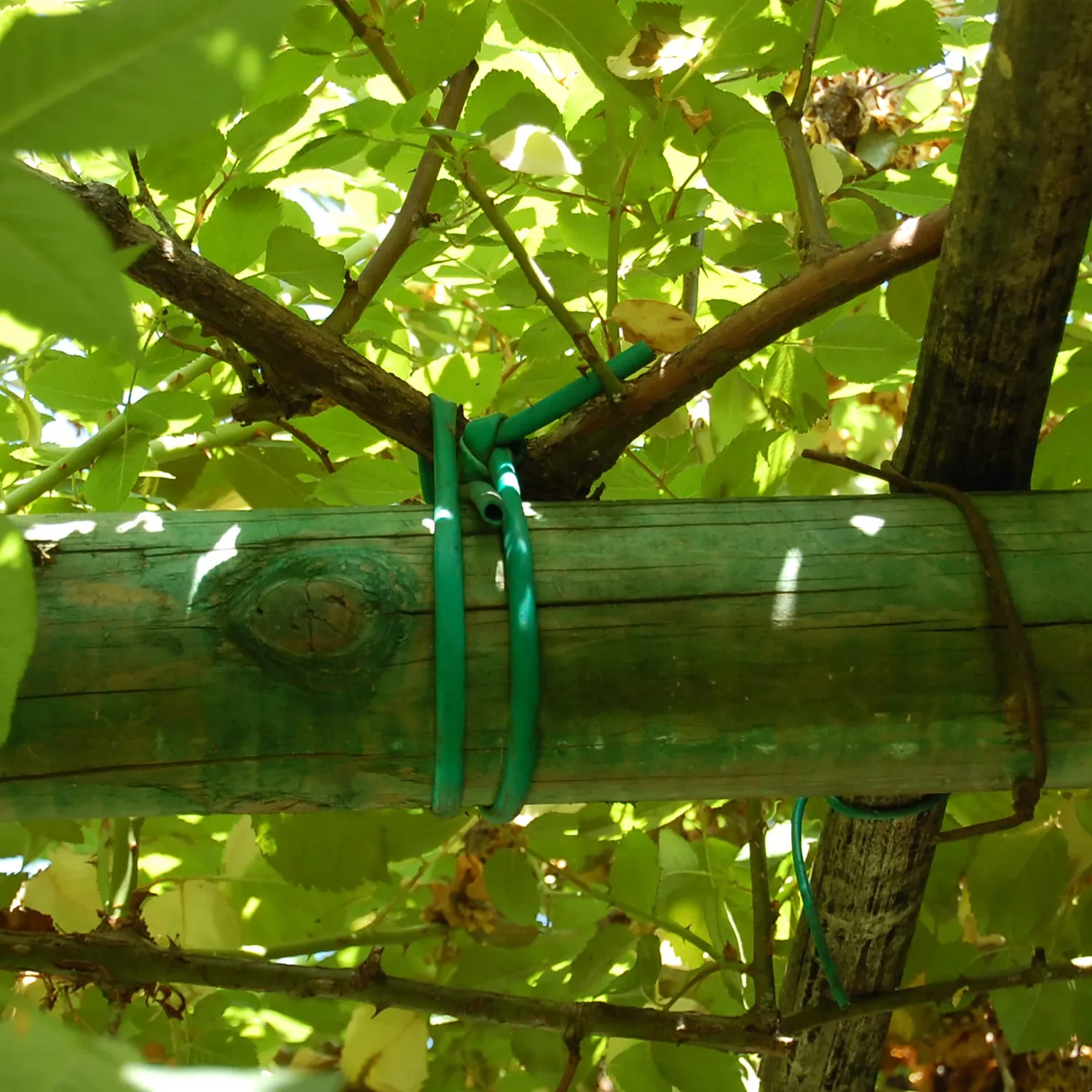 TENAX Tubetto Agricolo legaccio piante elastico